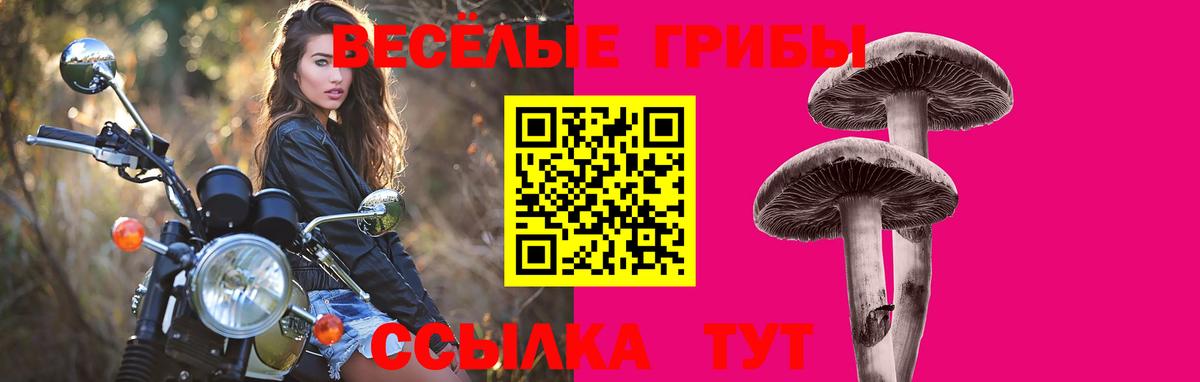 Псилоцибиновые грибы прущие грибы Бор